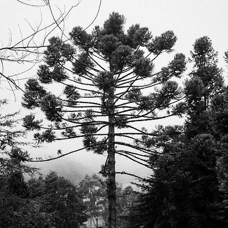 Cabana Mimosa Monte Verde  Dış mekan fotoğraf