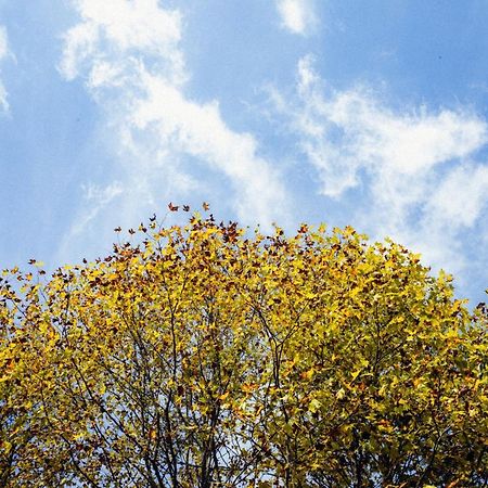 Cabana Mimosa Monte Verde  Dış mekan fotoğraf