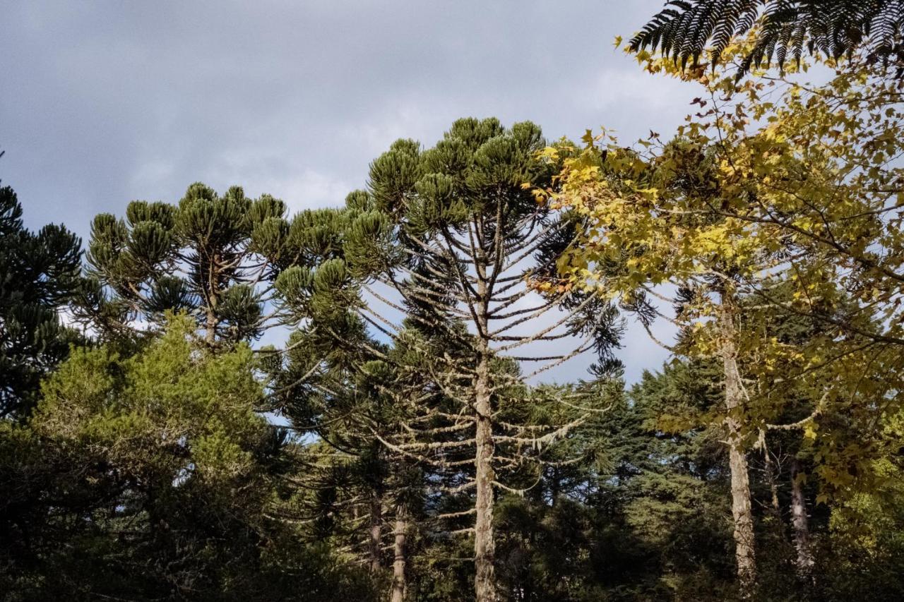 Cabana Mimosa Monte Verde  Dış mekan fotoğraf