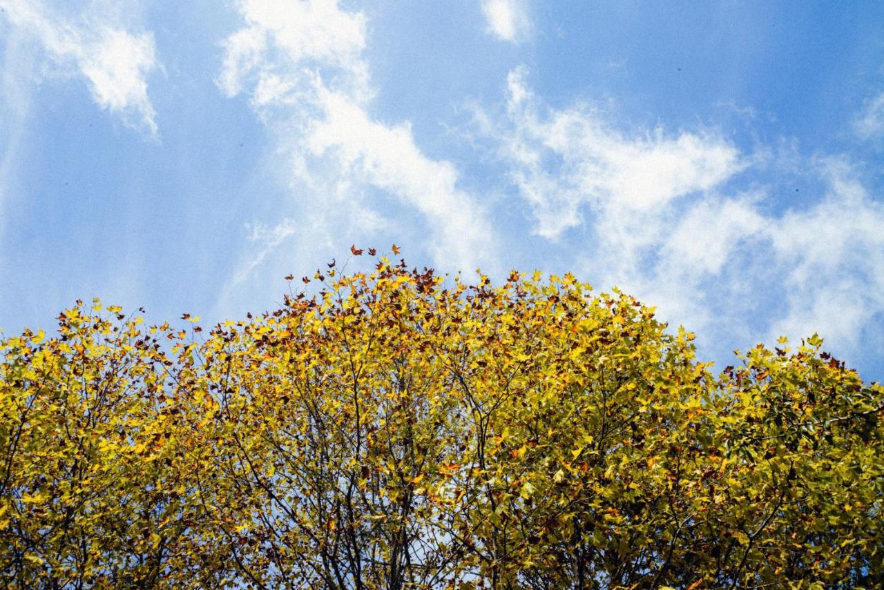 Cabana Mimosa Monte Verde  Dış mekan fotoğraf